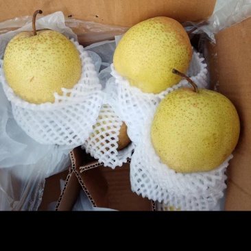 河北各种梨都有皇冠梨电商货，团购货，市场货都有