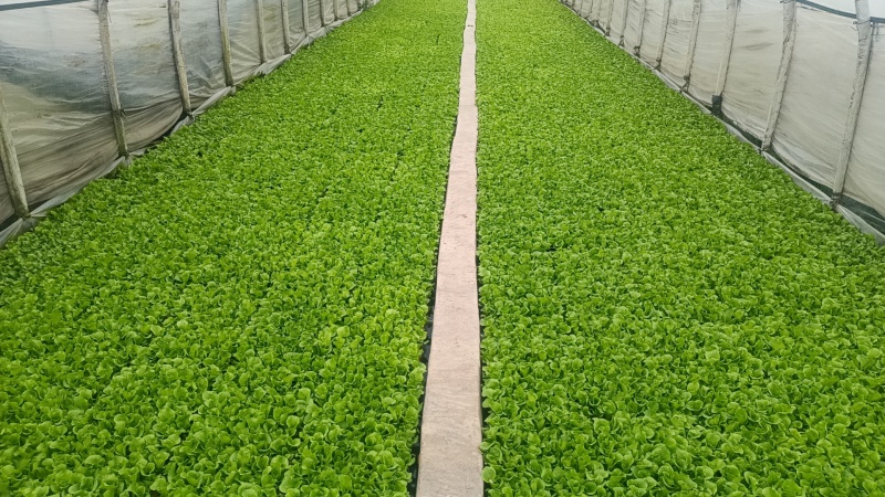 生菜苗基地一手货源，对接大型批发商，可视频看货欢迎来电