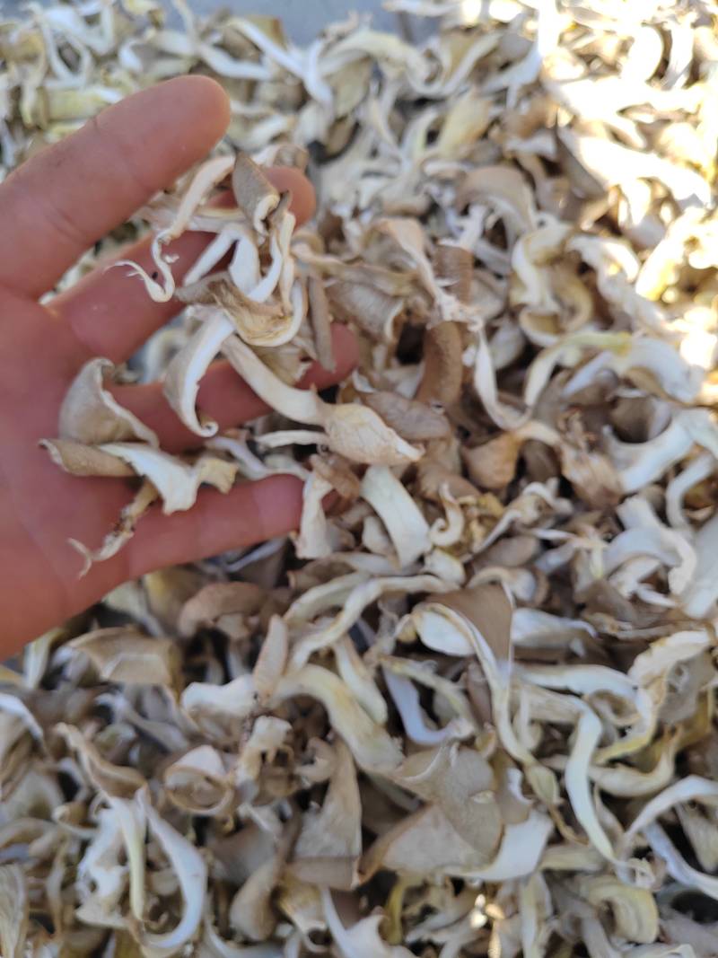 食用菌，拱干平平菇和晒干平菇质量保证信誉第一
