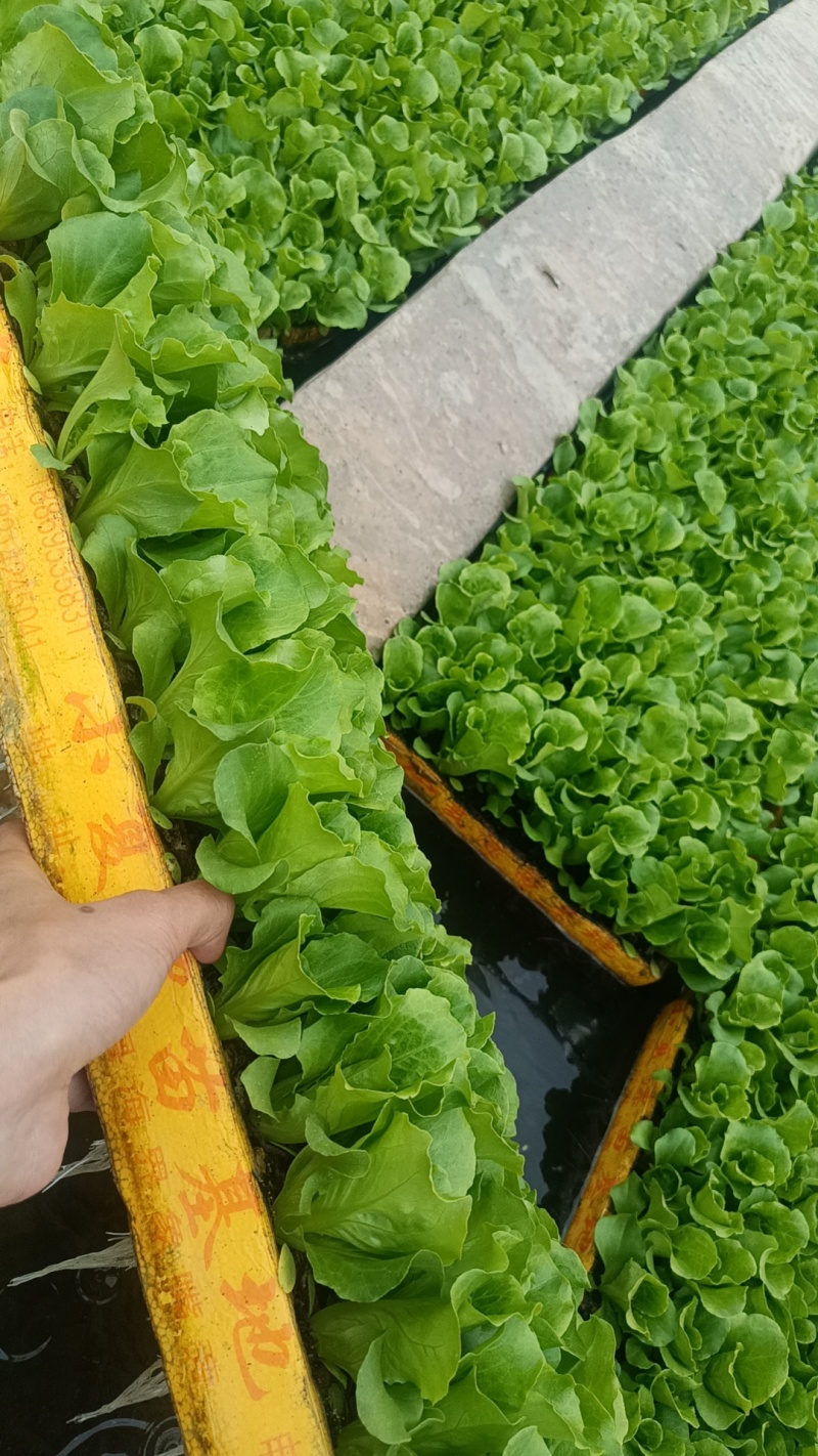 生菜苗基地一手货源，对接大型批发商，可视频看货欢迎来电