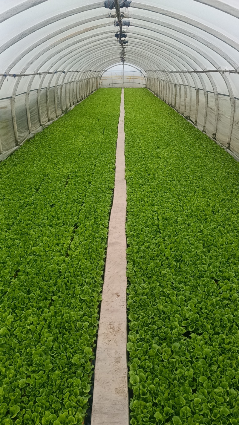 生菜苗基地一手货源，对接大型批发商，可视频看货欢迎来电