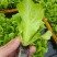 生菜苗基地一手货源，对接大型批发商，可视频看货欢迎来电