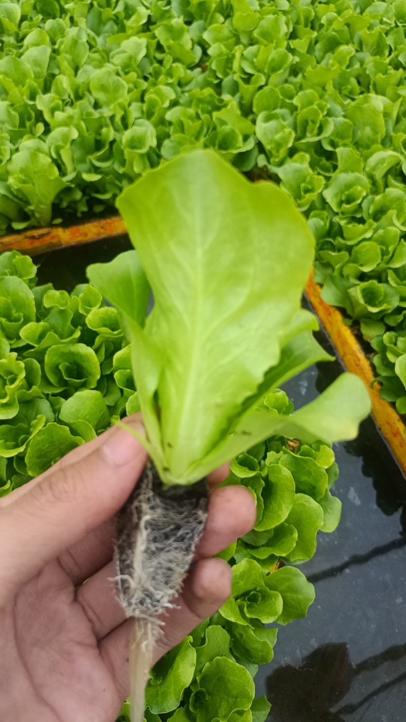生菜苗基地一手货源，对接大型批发商，可视频看货欢迎来电