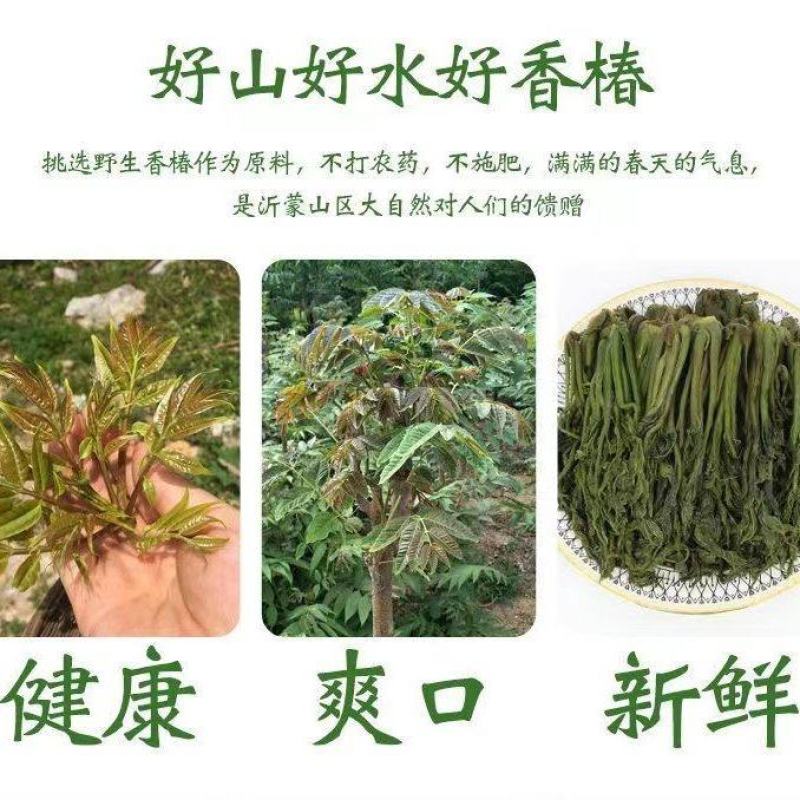 好山好水好香椿，2024年原料好，2024年咸菜就好。