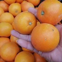 纽荷尔脐橙60规格，糖度13左右电商平台标准，损耗控4%