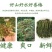 好山好水好香椿，2024年原料好，2024年咸菜就好。