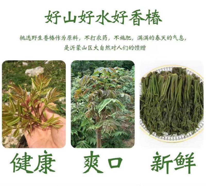 好山好水好香椿，2024年原料好，2024年咸菜就好。