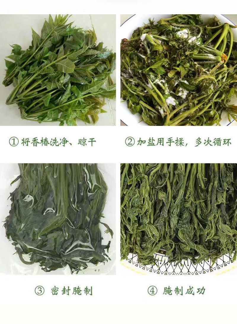 好山好水好香椿，2024年原料好，2024年咸菜就好。