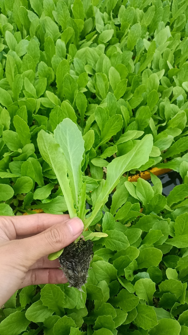 精品油麦菜苗云南蔬菜苗基地常年供应质优价廉货量充足