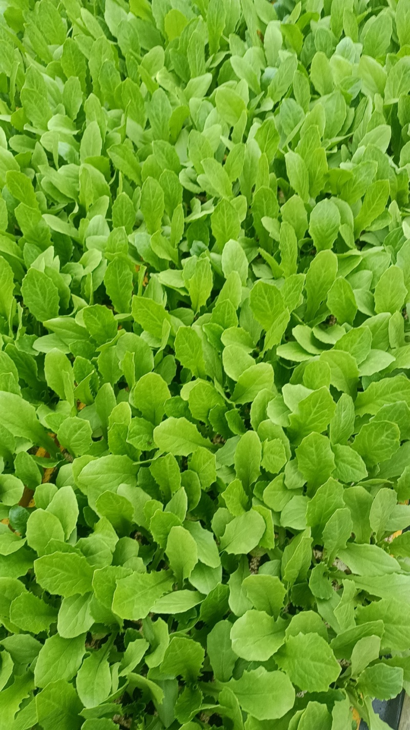 精品油麦菜苗云南蔬菜苗基地常年供应质优价廉货量充足