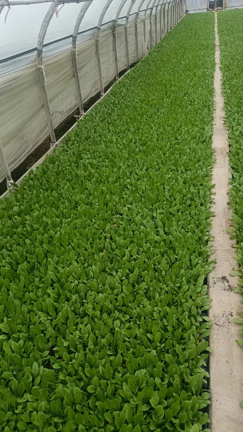 精品油麦菜苗云南蔬菜苗基地常年供应质优价廉货量充足