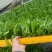 精品油麦菜苗云南蔬菜苗基地常年供应质优价廉货量充足