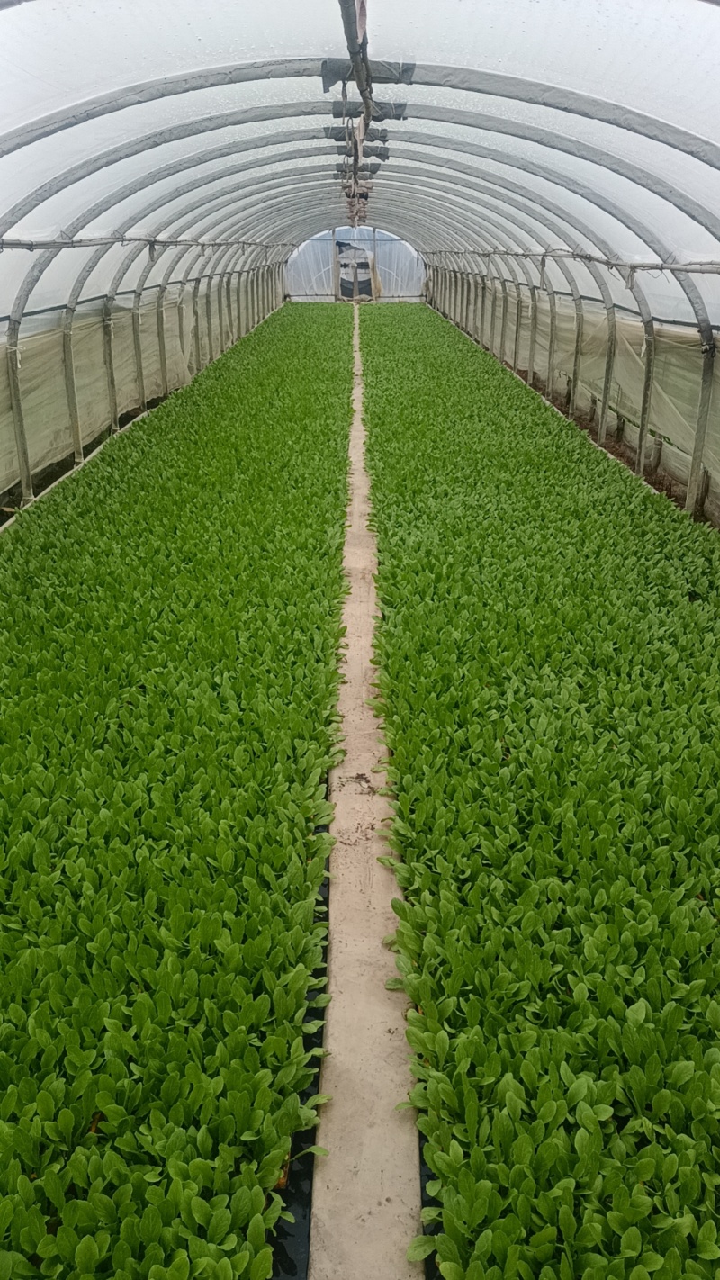 精品油麦菜苗云南蔬菜苗基地常年供应质优价廉货量充足