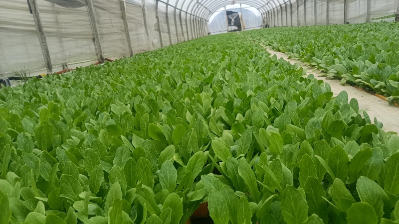 精品油麦菜苗云南蔬菜苗基地常年供应质优价廉货量充足
