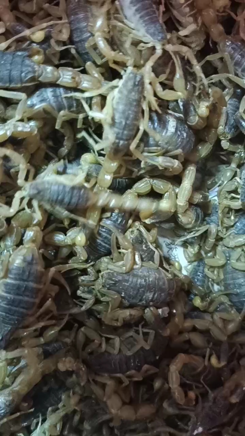 活蝎子全国发货常年有货，品质保证，欢迎老板采购