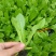 【油麦菜苗】，基地供应，大量批发，可视频看货，价格优惠