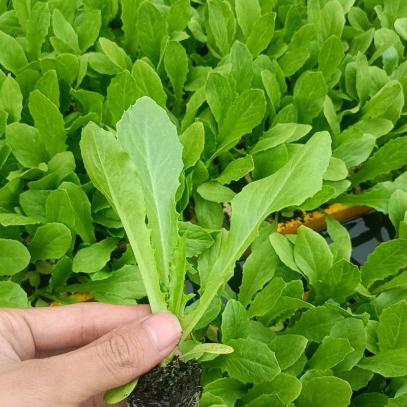 【油麦菜苗】，基地供应，大量批发，可视频看货，价格优惠