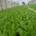 【油麦菜苗】，基地供应，大量批发，可视频看货，价格优惠
