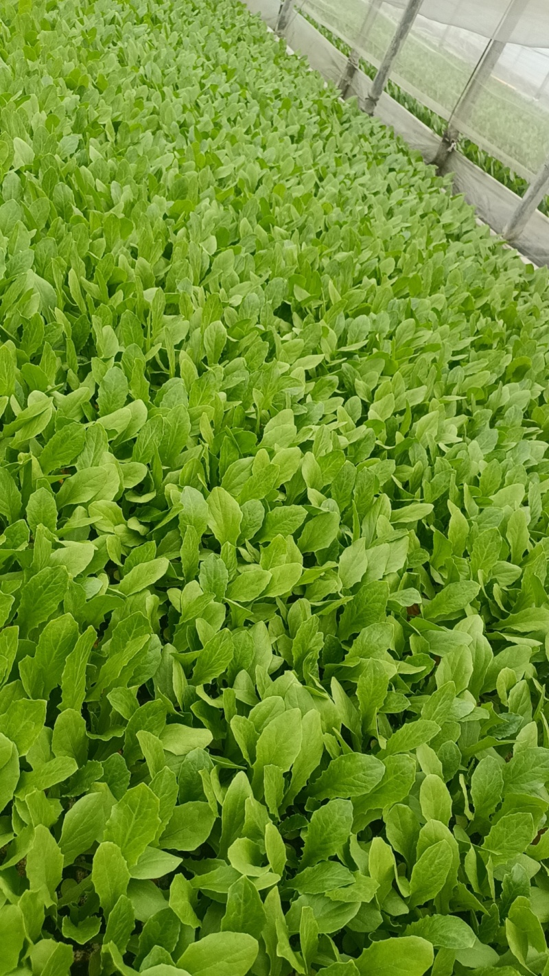 【油麦菜苗】，基地供应，大量批发，可视频看货，价格优惠