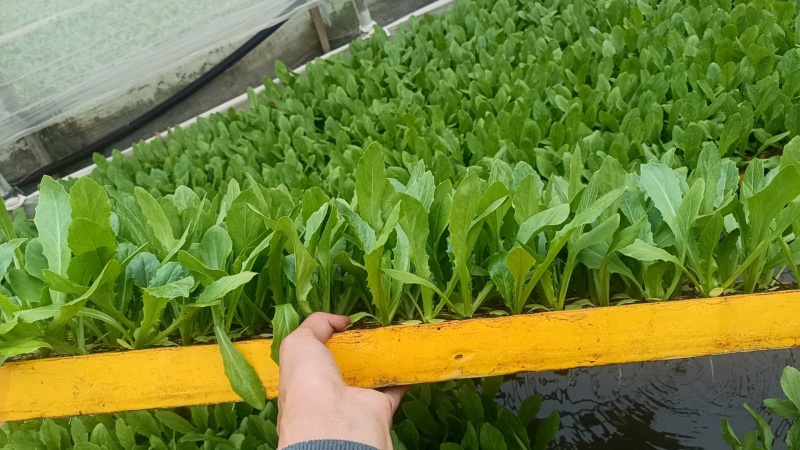 【油麦菜苗】，基地供应，大量批发，可视频看货，价格优惠