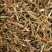 田基黄土防风耳草雀舌草蛇查口跌水草七寸金一