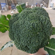 西兰花大量有货支持产地视频看货产地现砍现发质量好