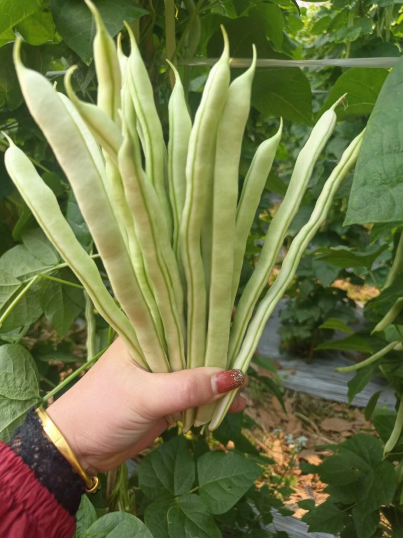 西双版纳傣族自治州白优依大量上市白豆角