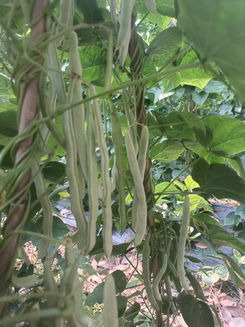 西双版纳傣族自治州白优依大量上市白豆角