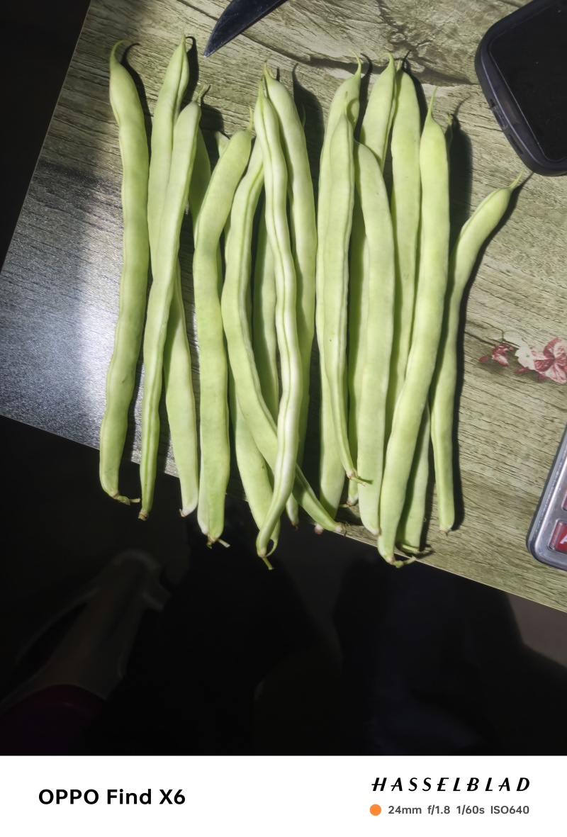 西双版纳傣族自治州白优依大量上市白豆角