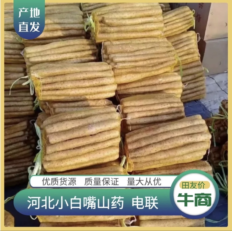 小白嘴白山药，淮山药，铁杆山药，产地直供