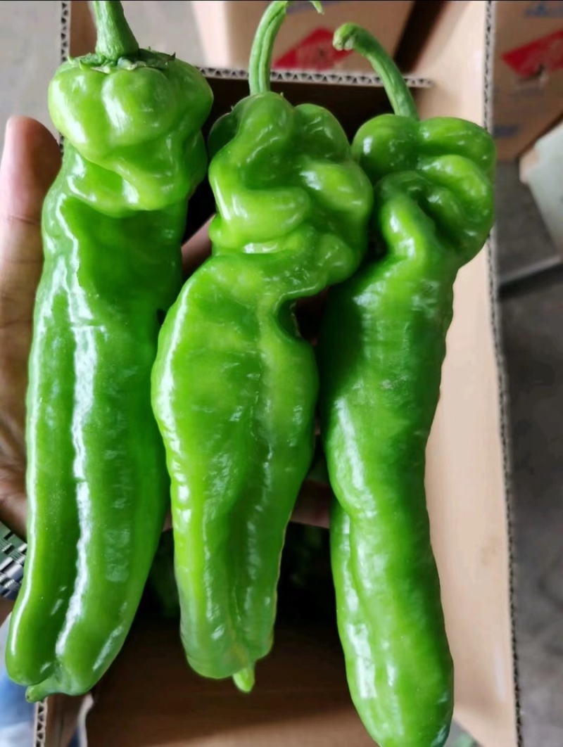 江苏精品泡椒大量上市产地一手货源整车供应量大优惠