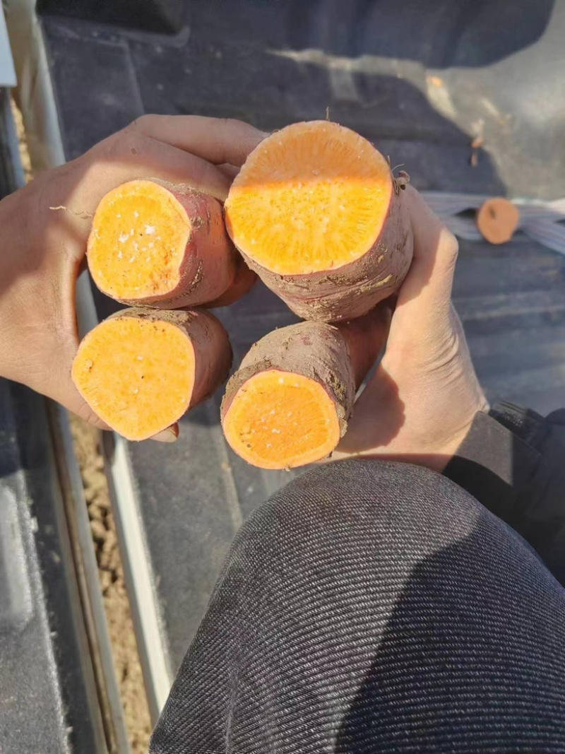【推荐】龙薯产地一手货源可视频看货量大从优基地
