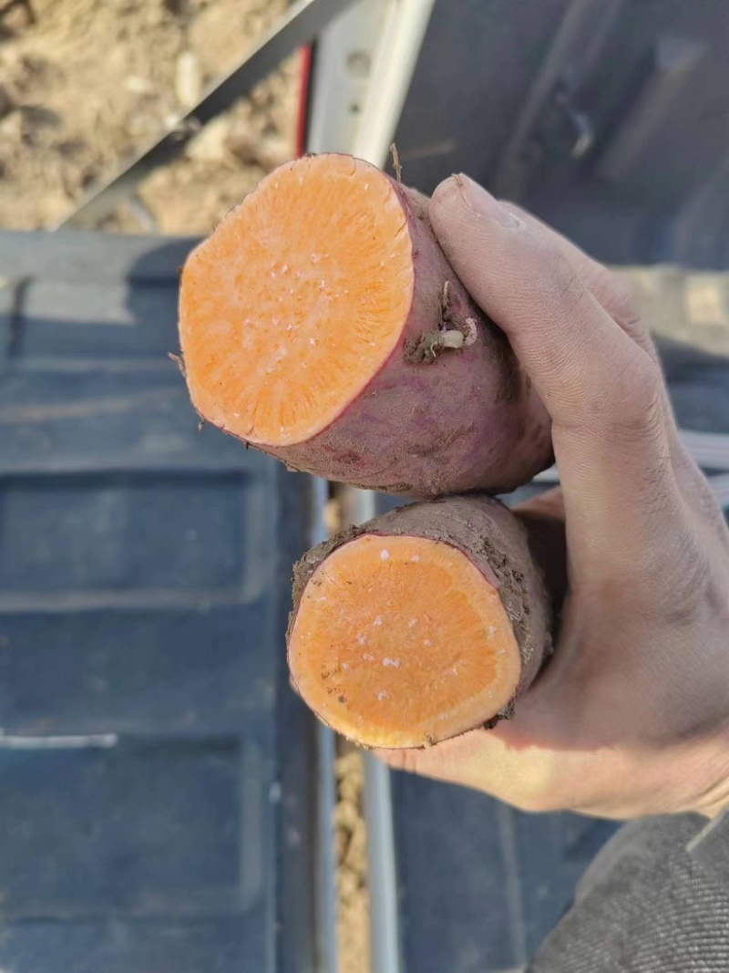 【推荐】龙薯产地一手货源可视频看货量大从优基地