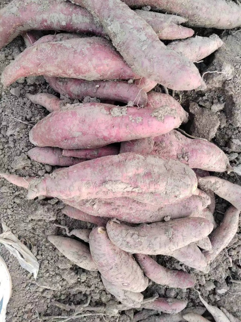 【推荐】龙薯产地一手货源可视频看货量大从优基地