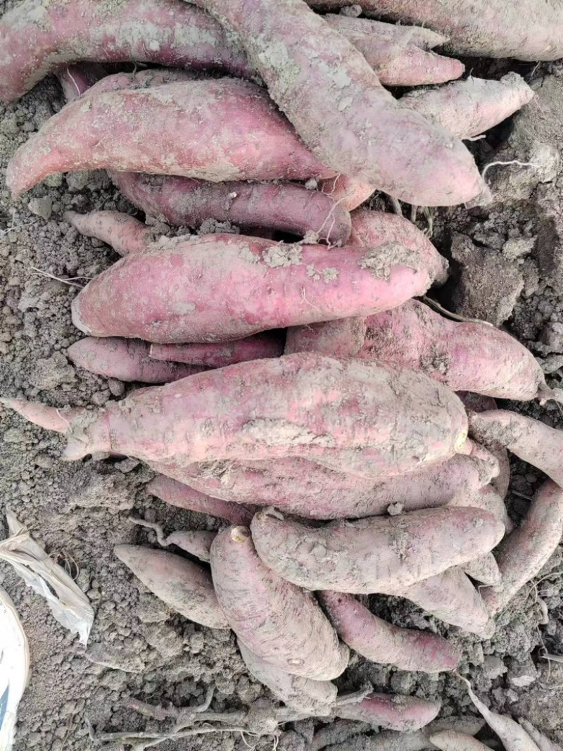 【推荐】龙薯产地一手货源可视频看货量大从优基地