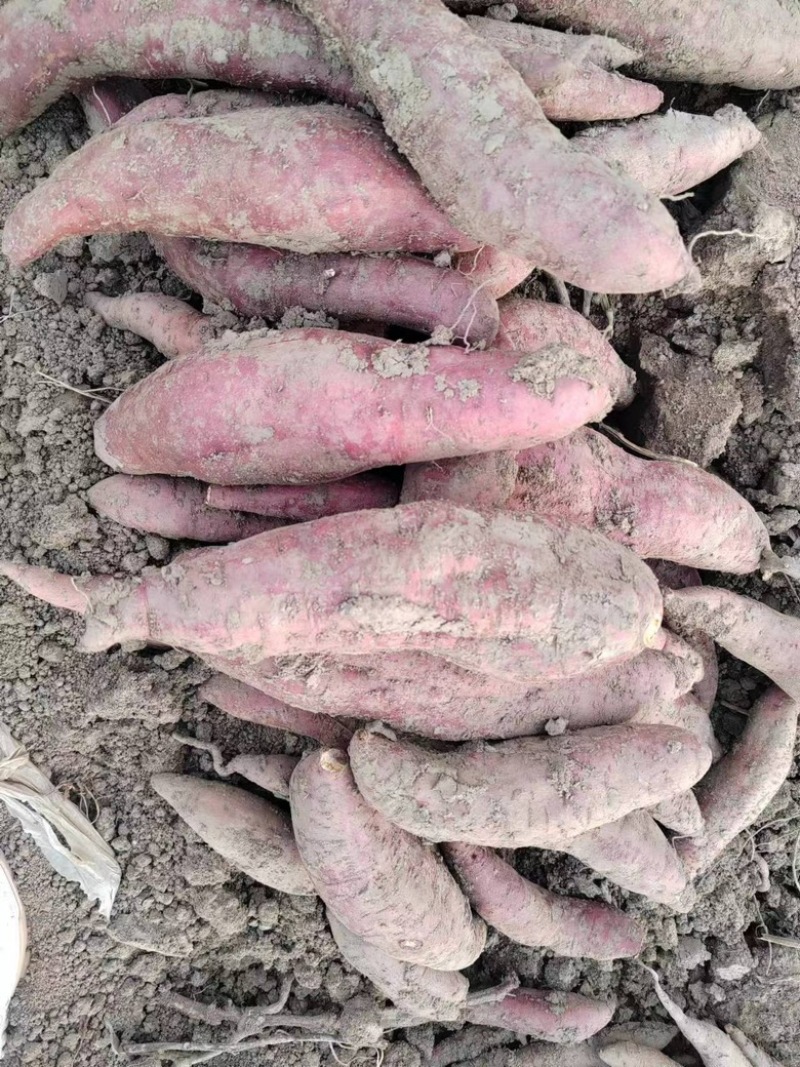 【推荐】龙薯产地一手货源可视频看货量大从优基地
