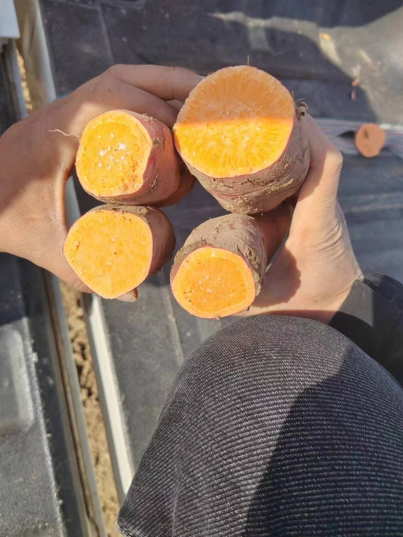 【推荐】龙薯产地一手货源可视频看货量大从优基地