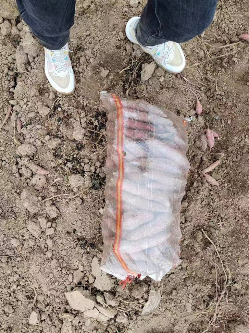 【推荐】龙薯产地一手货源可视频看货量大从优基地