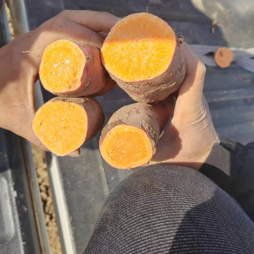 【推荐】龙薯产地一手货源可视频看货量大从优基地