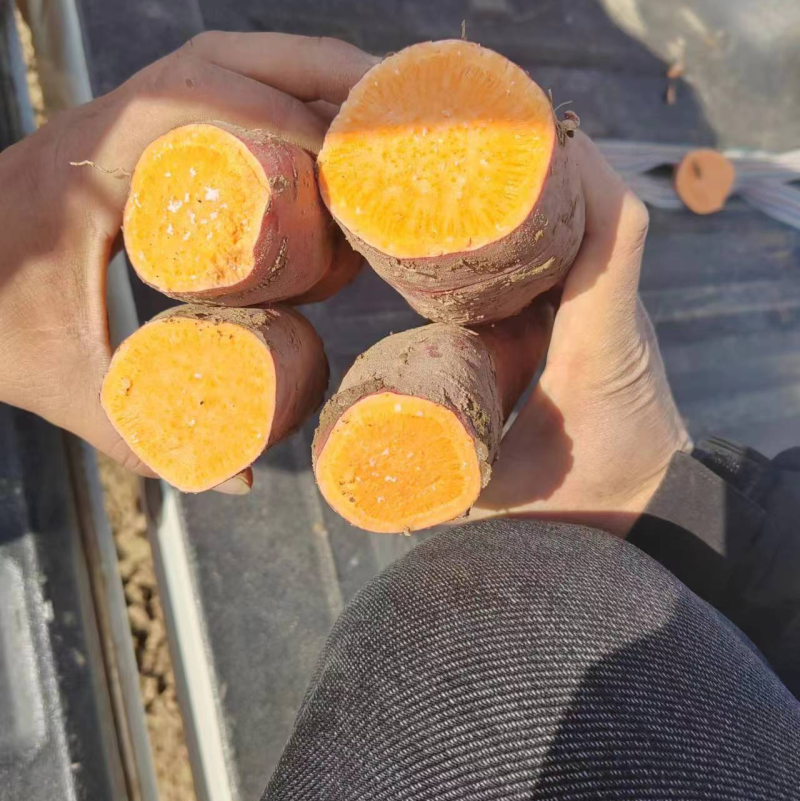 【推荐】龙薯产地一手货源可视频看货量大从优基地