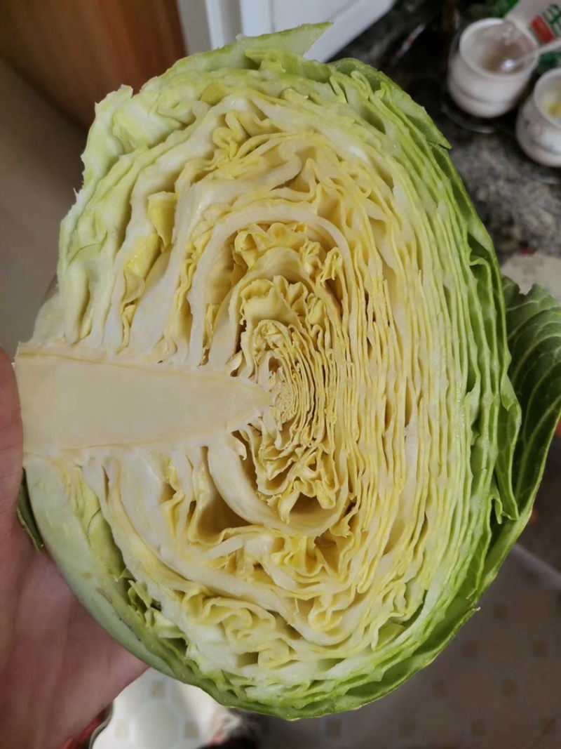 江苏东台精品甘蓝一手货源支持全国代发量大优惠