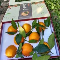 浙江宁波精品爱媛橙大量上市，产地一手货源，新鲜保质