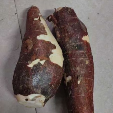 木薯