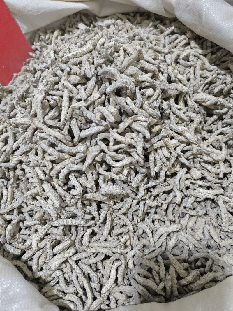 僵蚕中药材僵蚕新货无硫磺手选规划齐全批发零售