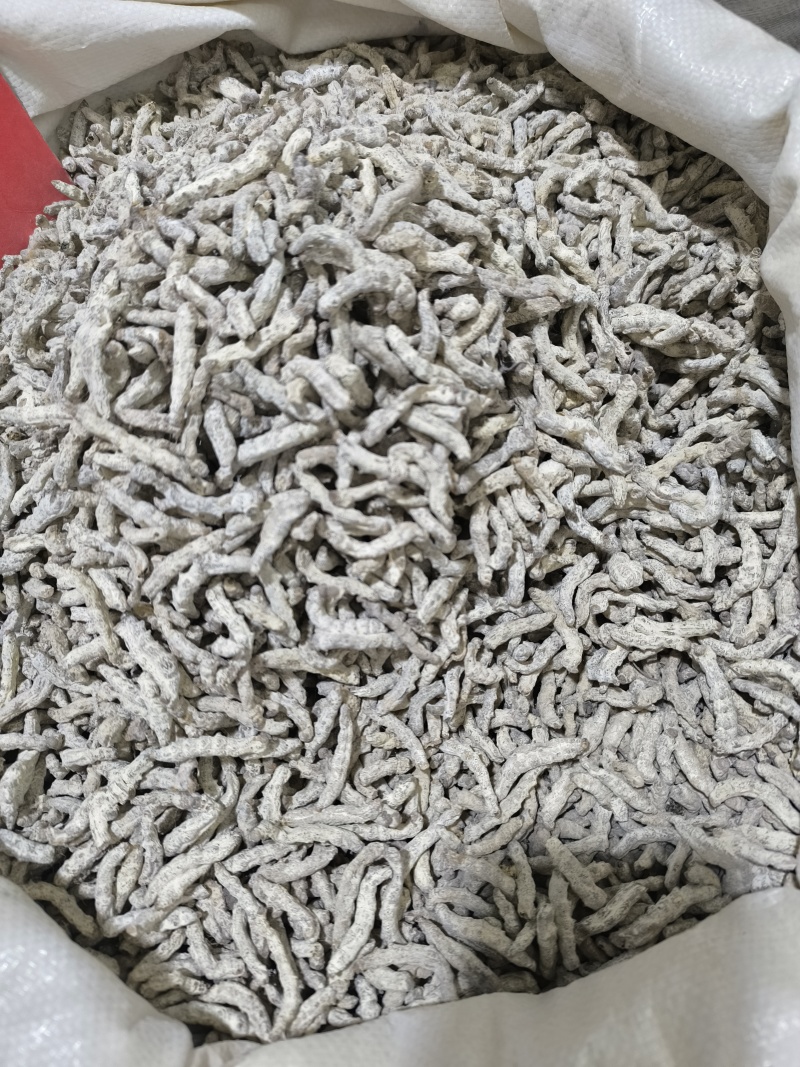 僵蚕中药材僵蚕新货无硫磺手选规划齐全批发零售