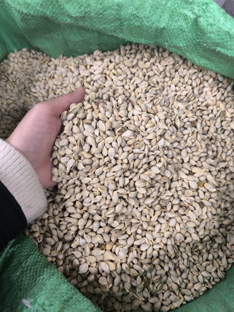 橘核桔核中药材原材料橘子籽煮水泡水可磨橘核
