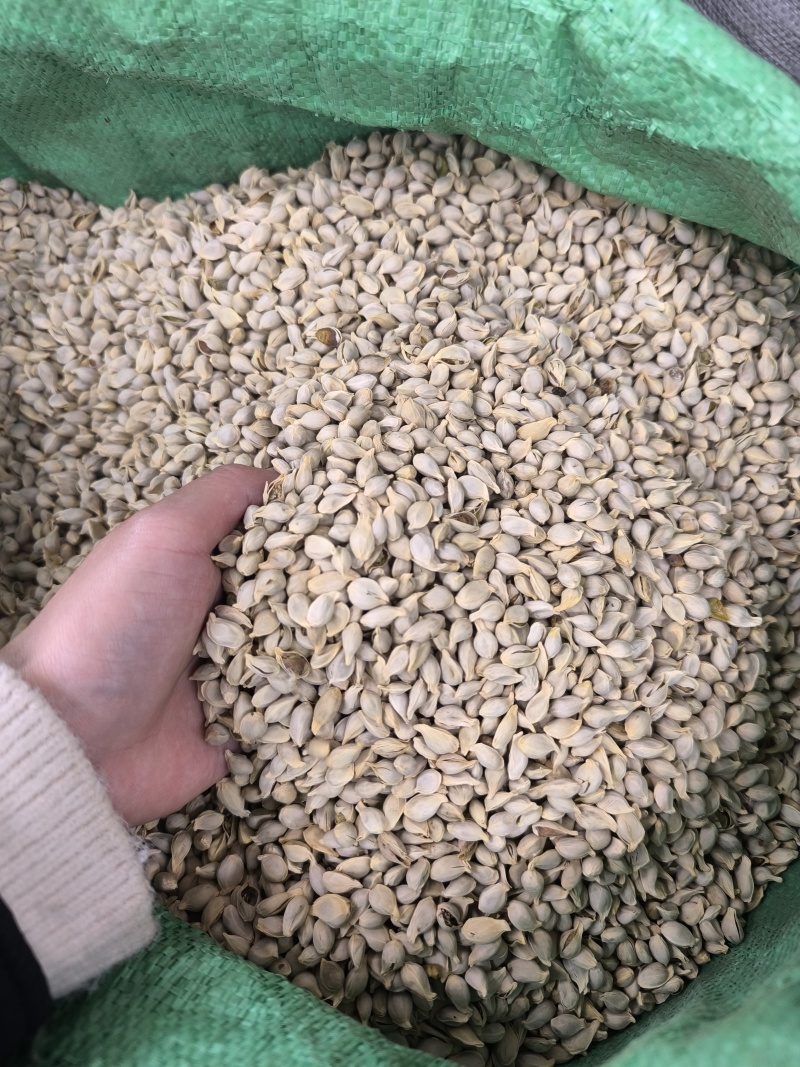 橘核桔核中药材原材料橘子籽煮水泡水可磨橘核
