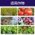 锌肥叶面肥补锌专用农用正品微量元素水溶肥糖醇锌小叶黄叶矮