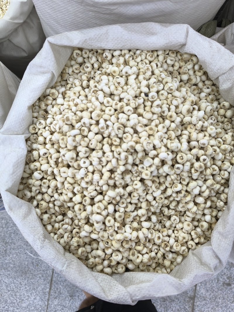 浙贝母中药材浙贝母片贝母贝母个规格齐全批发