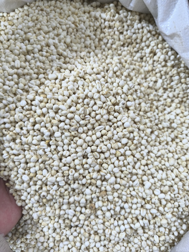 浙贝母中药材浙贝母片贝母贝母个规格齐全批发